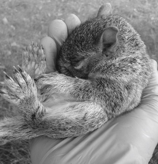 bébé écureuil